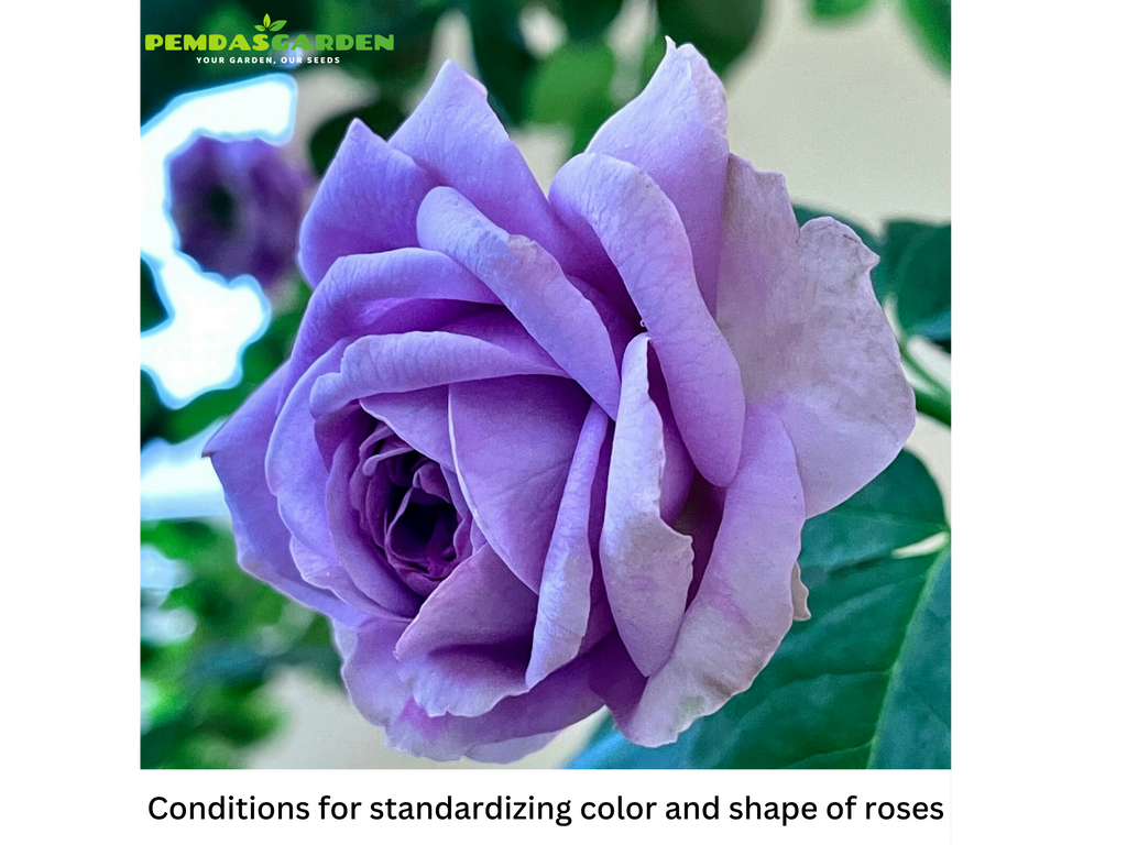 Conditions for standardizing color and shape of roses