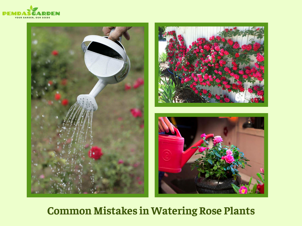 Common Mistakes in Watering Rose Plants
