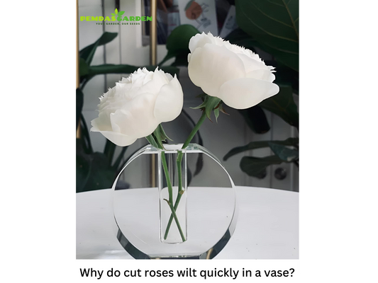 Why do cut roses wilt quickly in a vase?