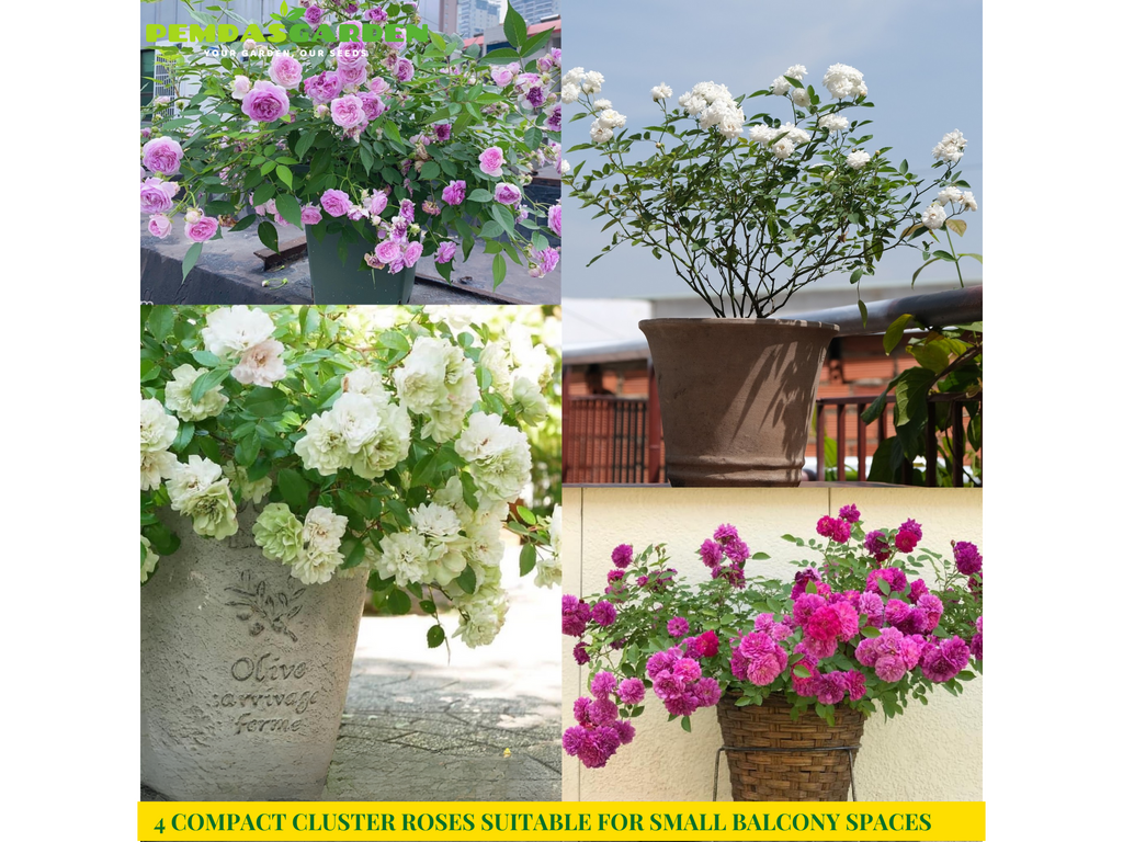 4 COMPACT CLUSTER ROSES SUITABLE FOR SMALL BALCONY SPACES