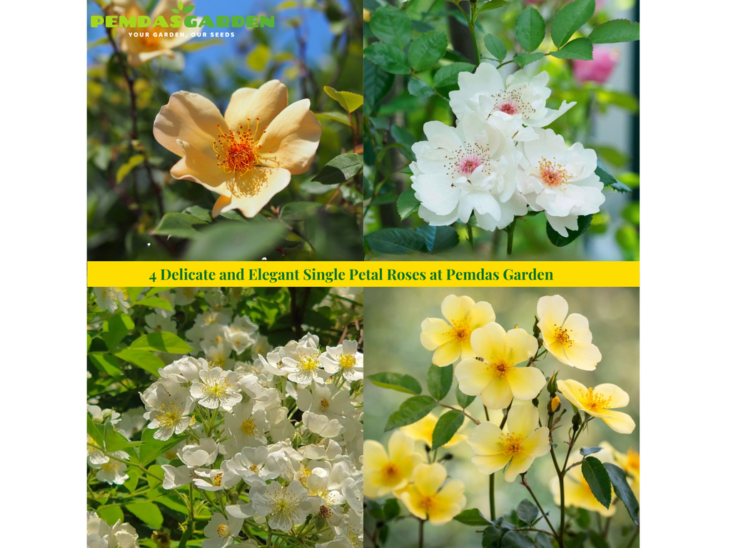 4 Delicate and Elegant Single Petal Roses at Pemdas Garden – PEMDASGARDEN
