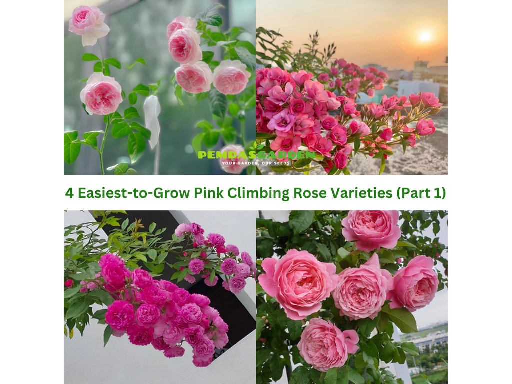 4 Easiest-to-Grow Pink Climbing Rose Varieties (Part 1)