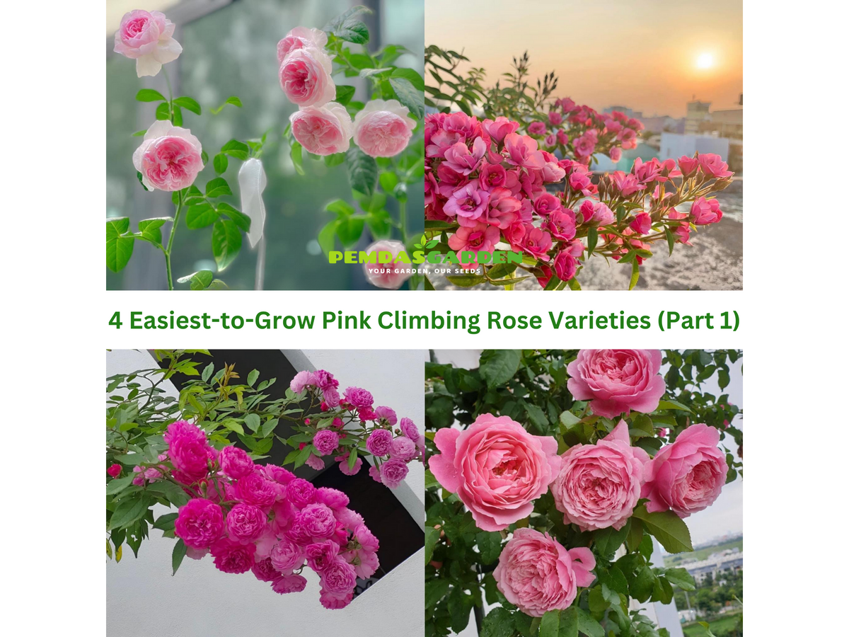 4 Easiest-to-Grow Pink Climbing Rose Varieties (Part 1) – PEMDASGARDEN