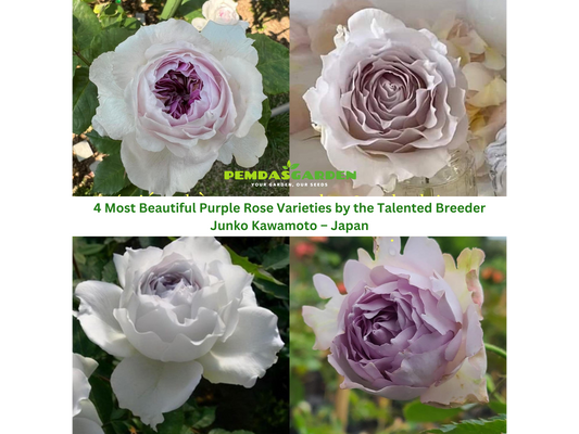 4 Most Beautiful Purple Rose Varieties by the Talented Breeder Junko Kawamoto – Japan