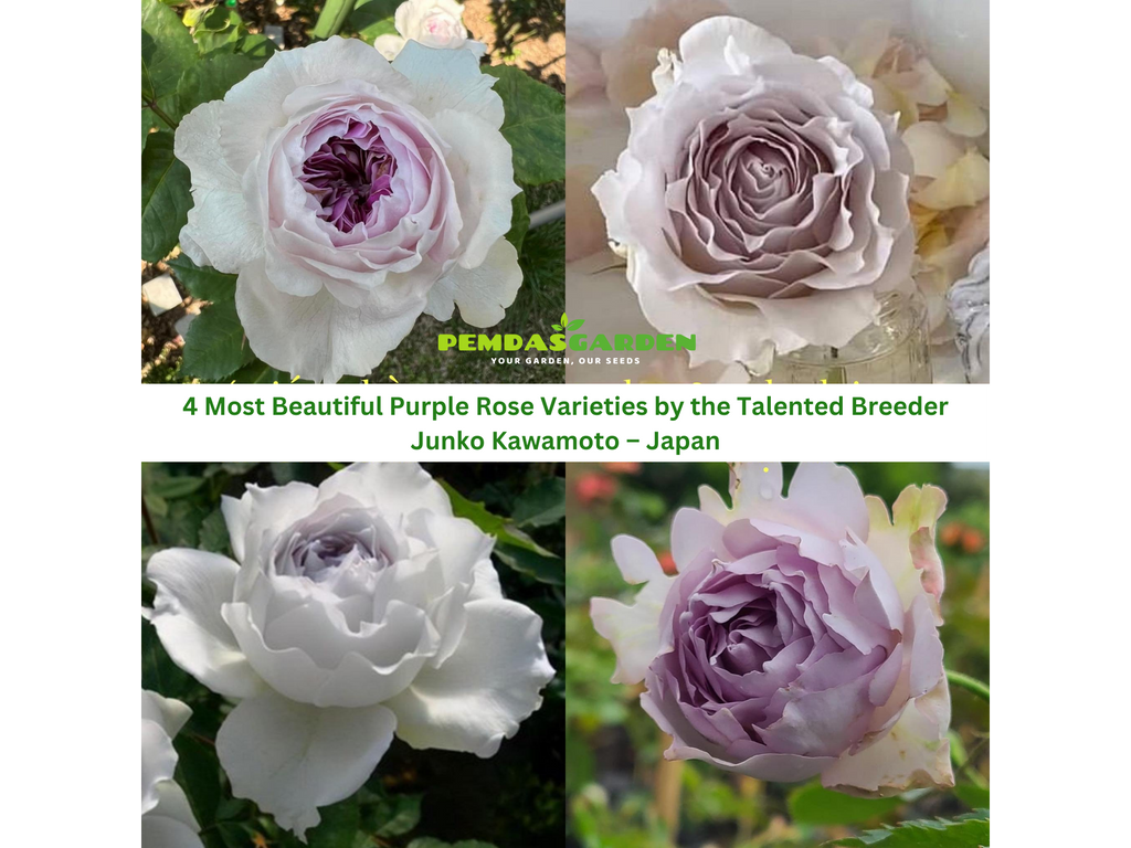 4 Most Beautiful Purple Rose Varieties by the Talented Breeder Junko Kawamoto – Japan