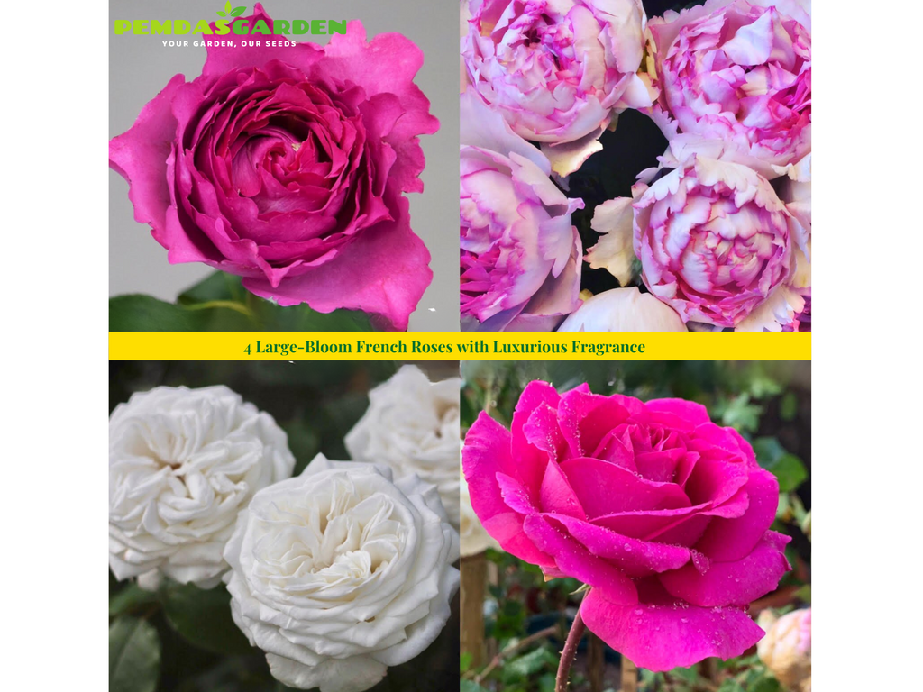 4 Large-Bloom French Roses with Luxurious Fragrance