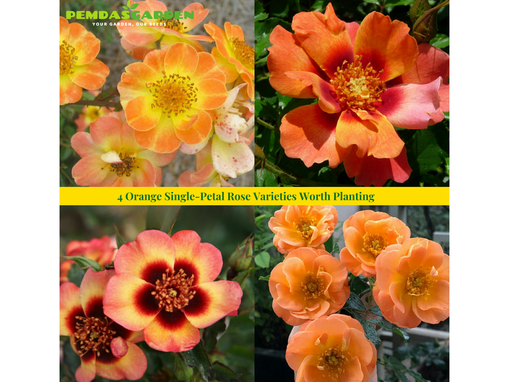 4 Orange Single-Petal Rose Varieties Worth Planting