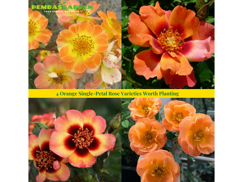 4 Orange Roses 4 Orange Single-Petal Rose Varieties Worth Planting – PEMDASGARDEN
