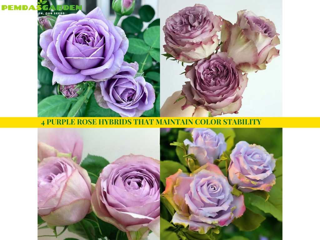 4 Purple Rose Hybrids That Maintain Color Stability