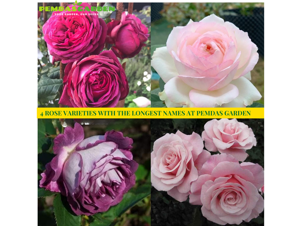 4 ROSE VARIETIES WITH THE LONGEST NAMES AT PEMDAS GARDEN