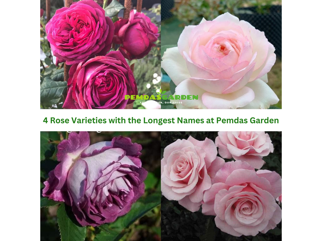 4 Rose Varieties with the Longest Names at Pemdas Garden