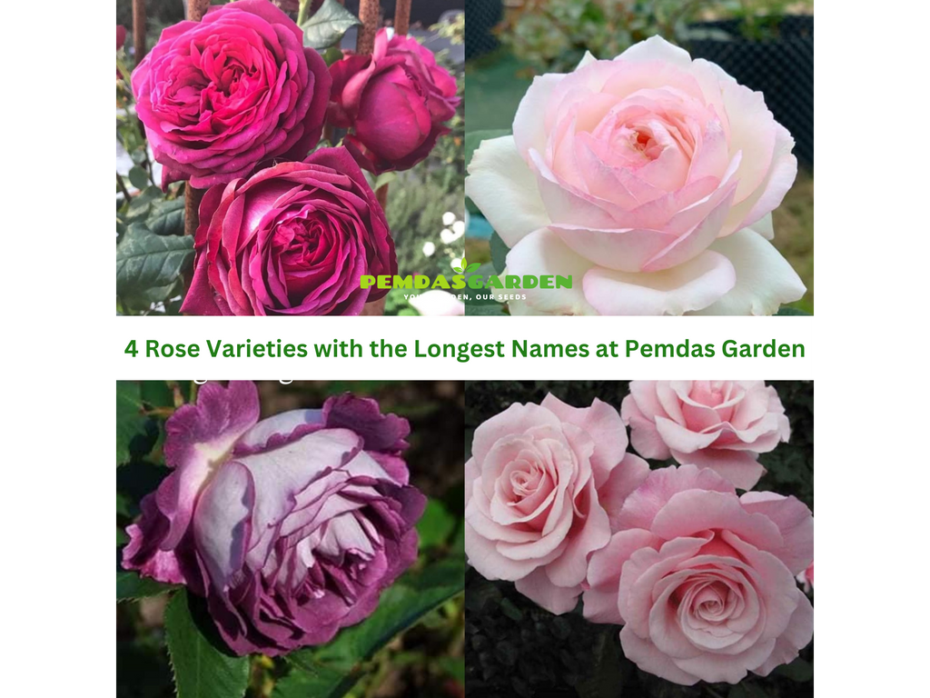 Rose Origin Of Name at Andrea Mcclelland blog