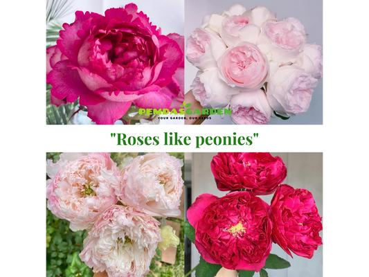 ROSES LIKE PEONIES IN THE PEMDASGARDEN