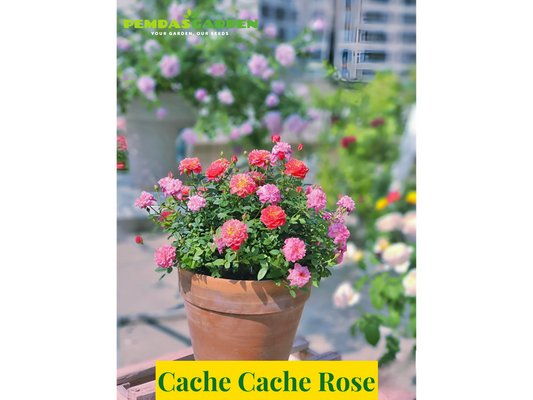 Cache Cache Rose