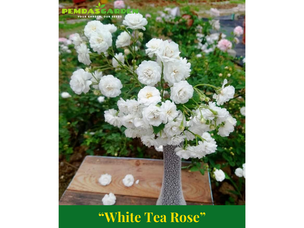 White Tea Rose