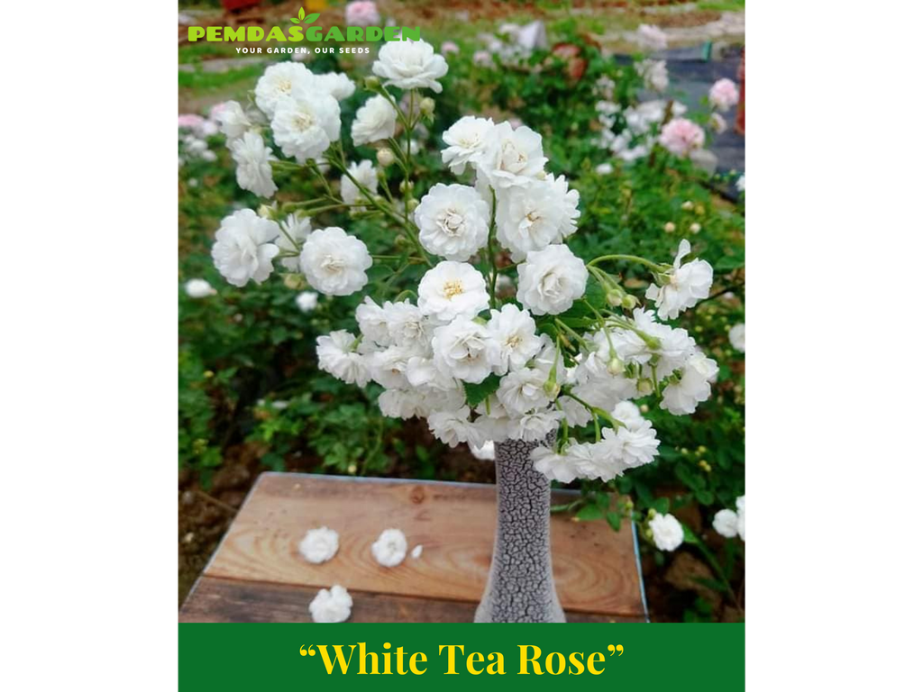 Small White Tea Roses White Tea Rose – PEMDASGARDEN