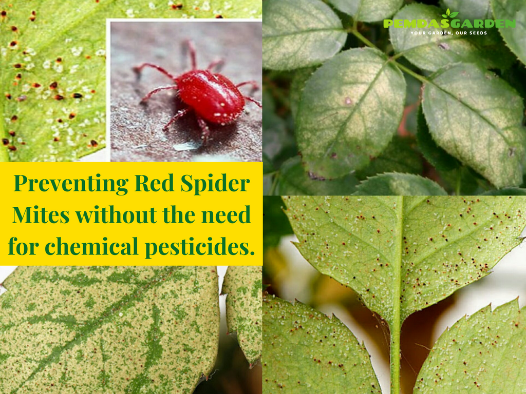 Some Ways to Prevent Red Spider Mites Without Using Pesticides