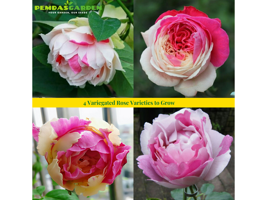 4 Variegated Rose Varieties to Grow