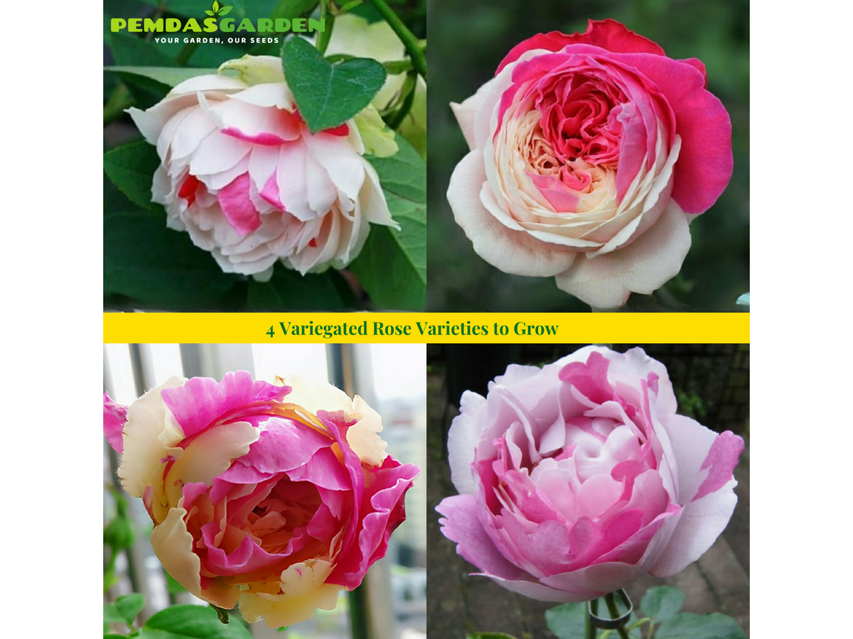 4 Variegated Rose Varieties to Grow – PEMDASGARDEN