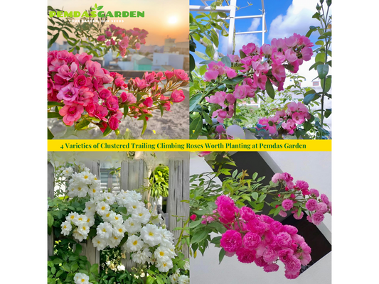 4 Varieties of Clustered Trailing Climbing Roses Worth Planting at Pemdas Garden