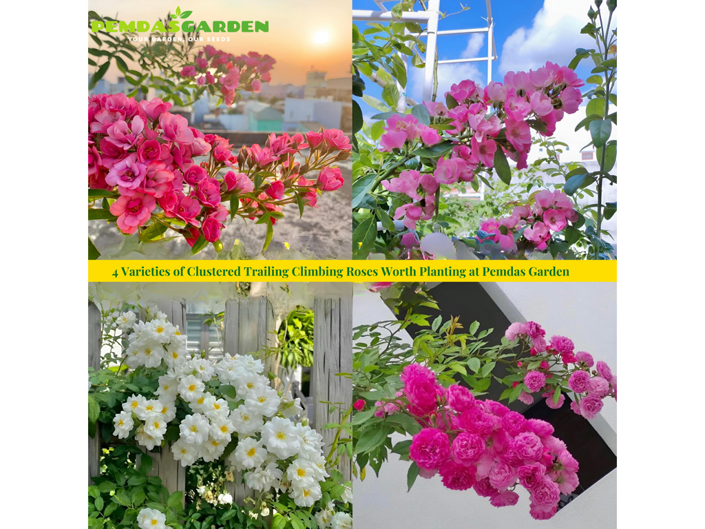 4 Varieties of Clustered Trailing Climbing Roses Worth Planting at Pemdas Garden