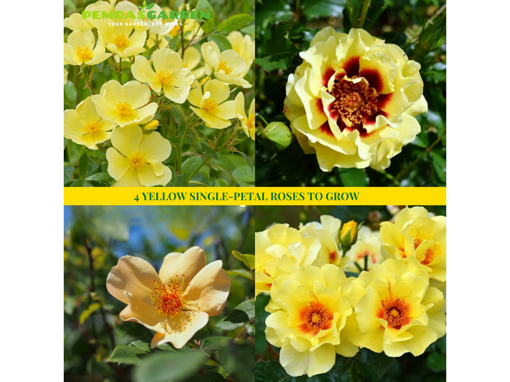 4 YELLOW SINGLE-PETAL ROSES TO GROW