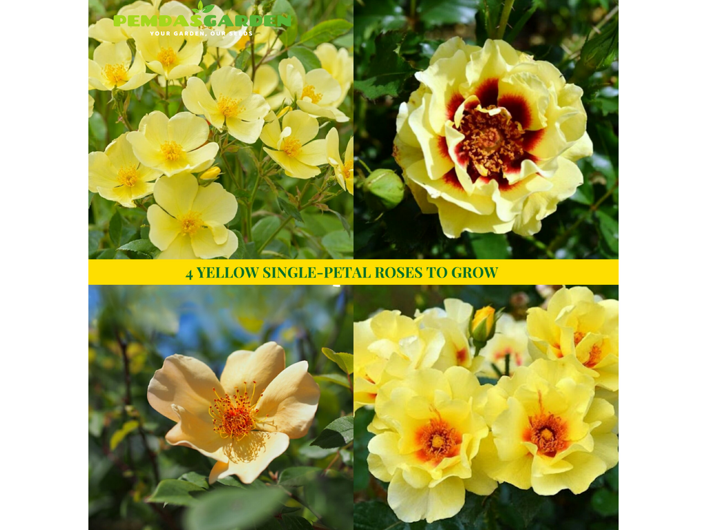 Simply Yellow Roses 4 YELLOW SINGLE-PETAL ROSES TO GROW – PEMDASGARDEN