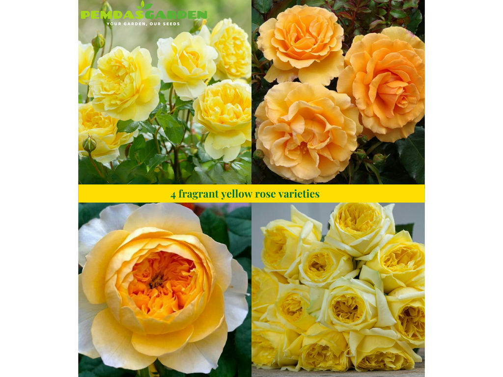 information about 4 fragrant yellow rose varieties