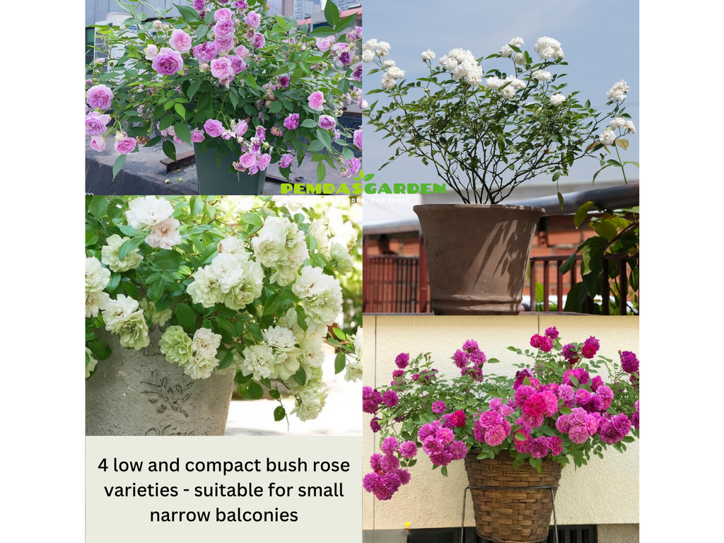 4 COMPACT CLUSTER ROSE VARIETIES, SUITABLE FOR LIMITED BALCONY SPACE