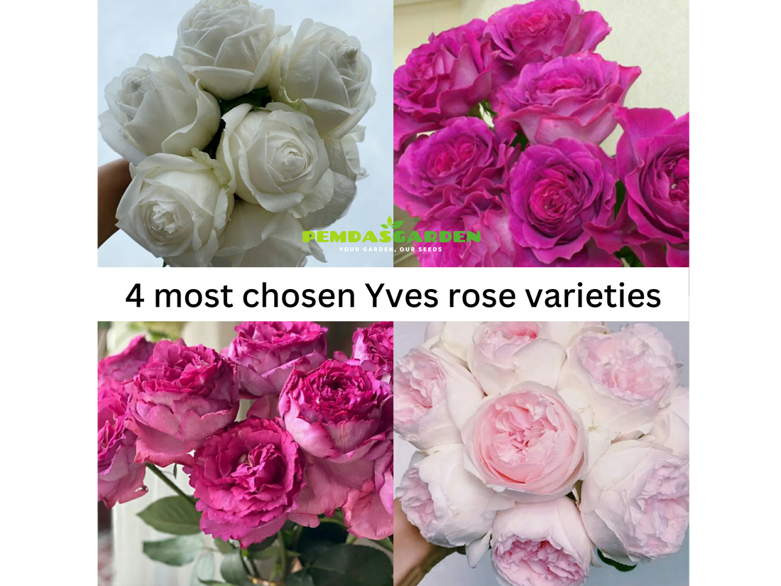 4 MOST CHOSEN YVES ROSE VARIETIES