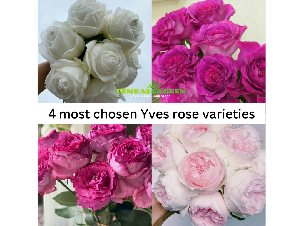 4 MOST CHOSEN YVES ROSE VARIETIES
