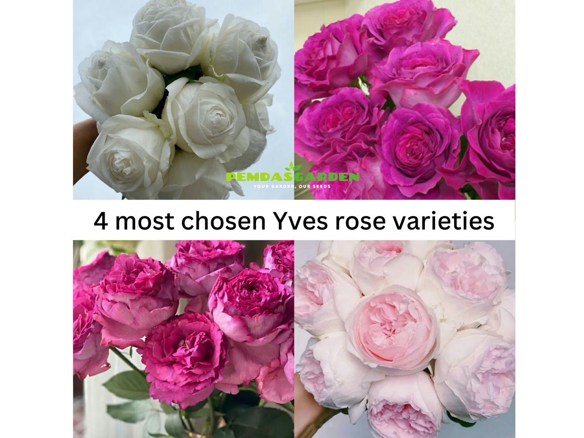 4 MOST CHOSEN YVES ROSE VARIETIES – PEMDASGARDEN