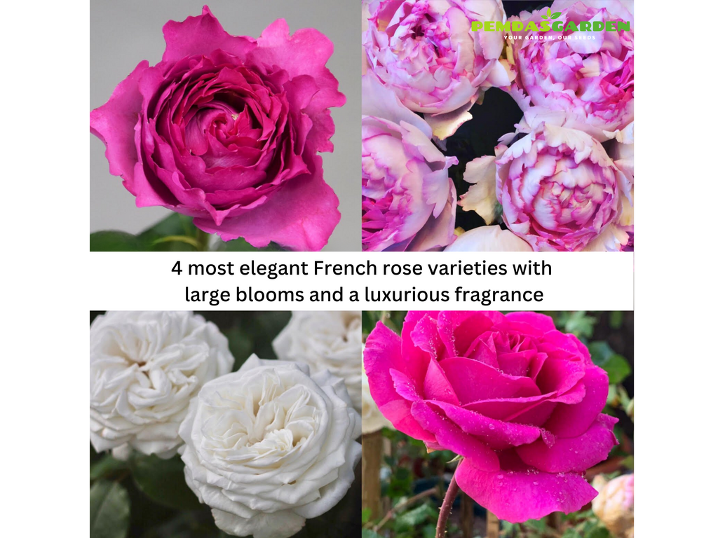 4 MOST ELEGANT FRENCH ROSE VARIETIES WITH LARGE BLOOMS AND A LUXURIOUS FRAGRANCE