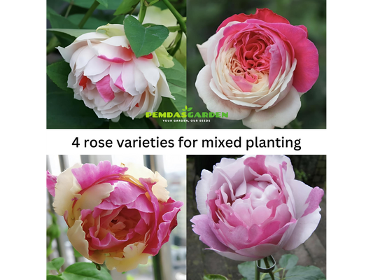 4 rose varieties for mixed planting