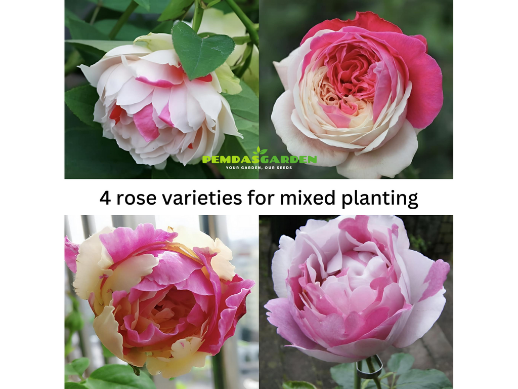 4 rose varieties for mixed planting