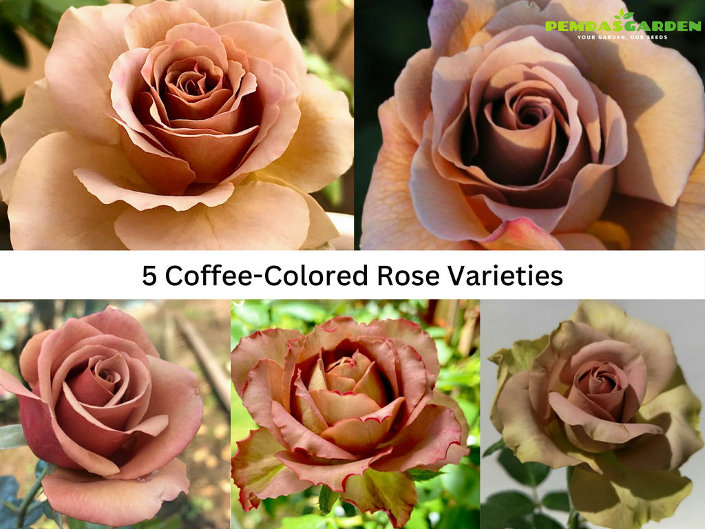 5 Coffee-Colored Rose Varieties