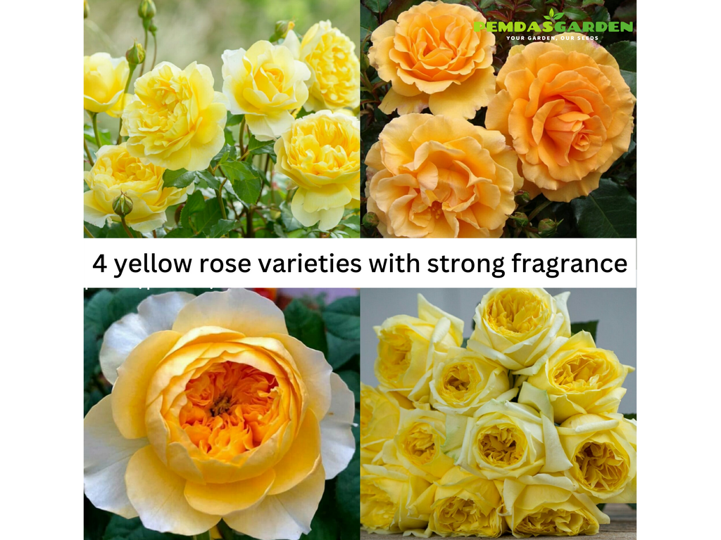 4 YELLOW ROSE VARIETIES WITH STRONG FRAGRANCE