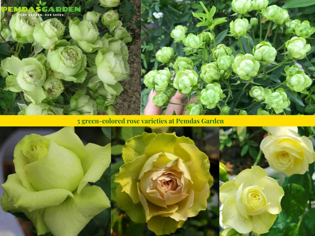 basic details about 5 green-colored rose varieties at Pemdas Garden