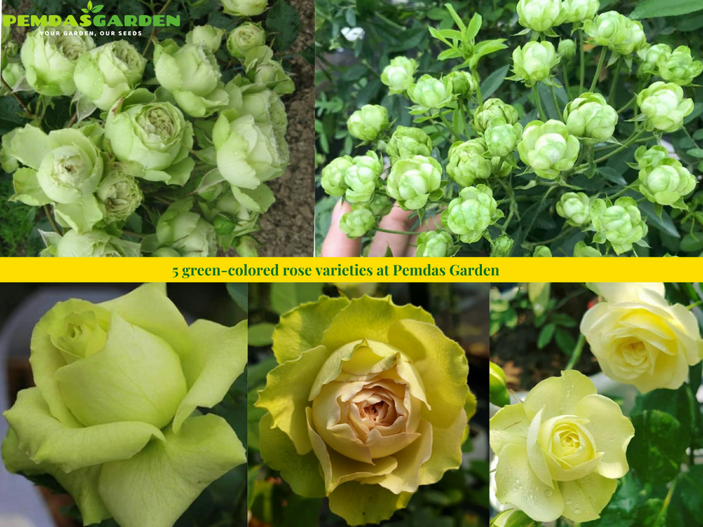 Graden Roses In Rose Color basic details about 5 green-colored rose varieties at Pemdas Garden ...