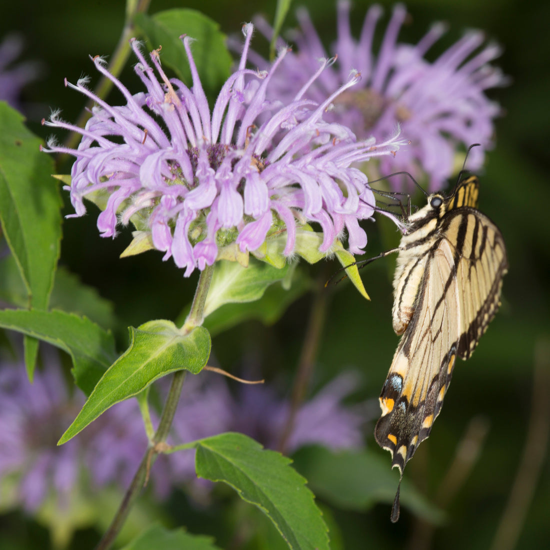 How to Grow Milkweed from Seed: A Guide for Monarch Gardens