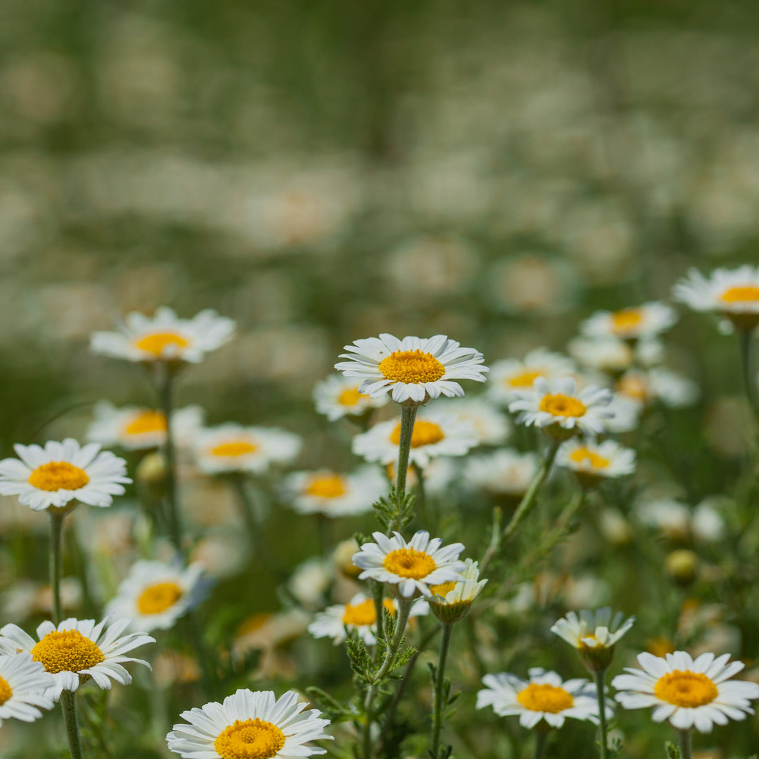 How to Grow Chamomile from Seed: Sowing and Harvest Tips