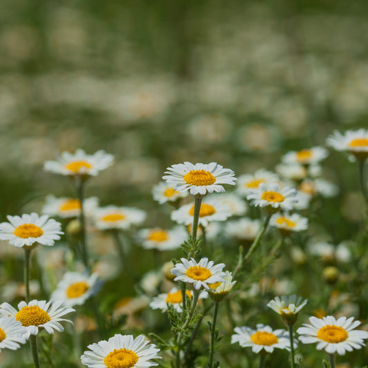 How to Grow Chamomile from Seed: Sowing and Harvest Tips