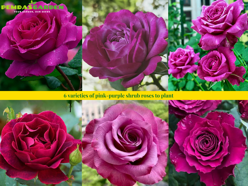 6 varieties of pink-purple shrub roses to plant