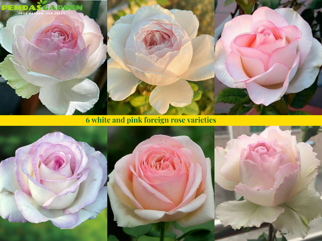 6 White and Pink Foreign Rose Varieties