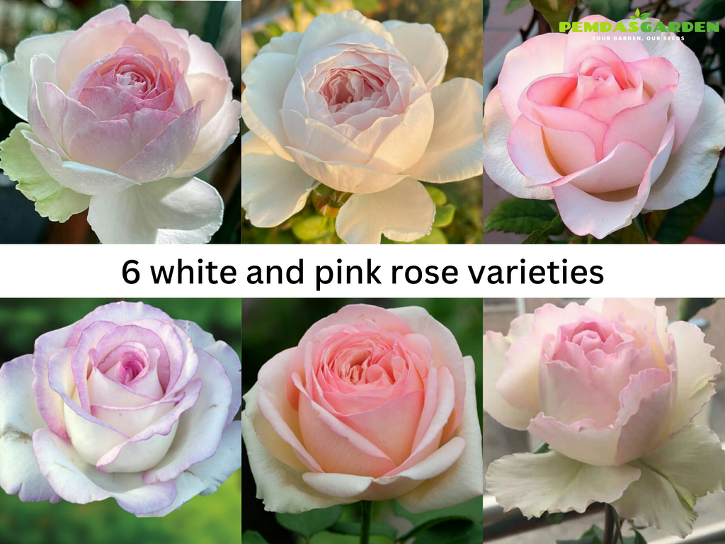 6 WHITE AND PINK ROSE VARIETIES