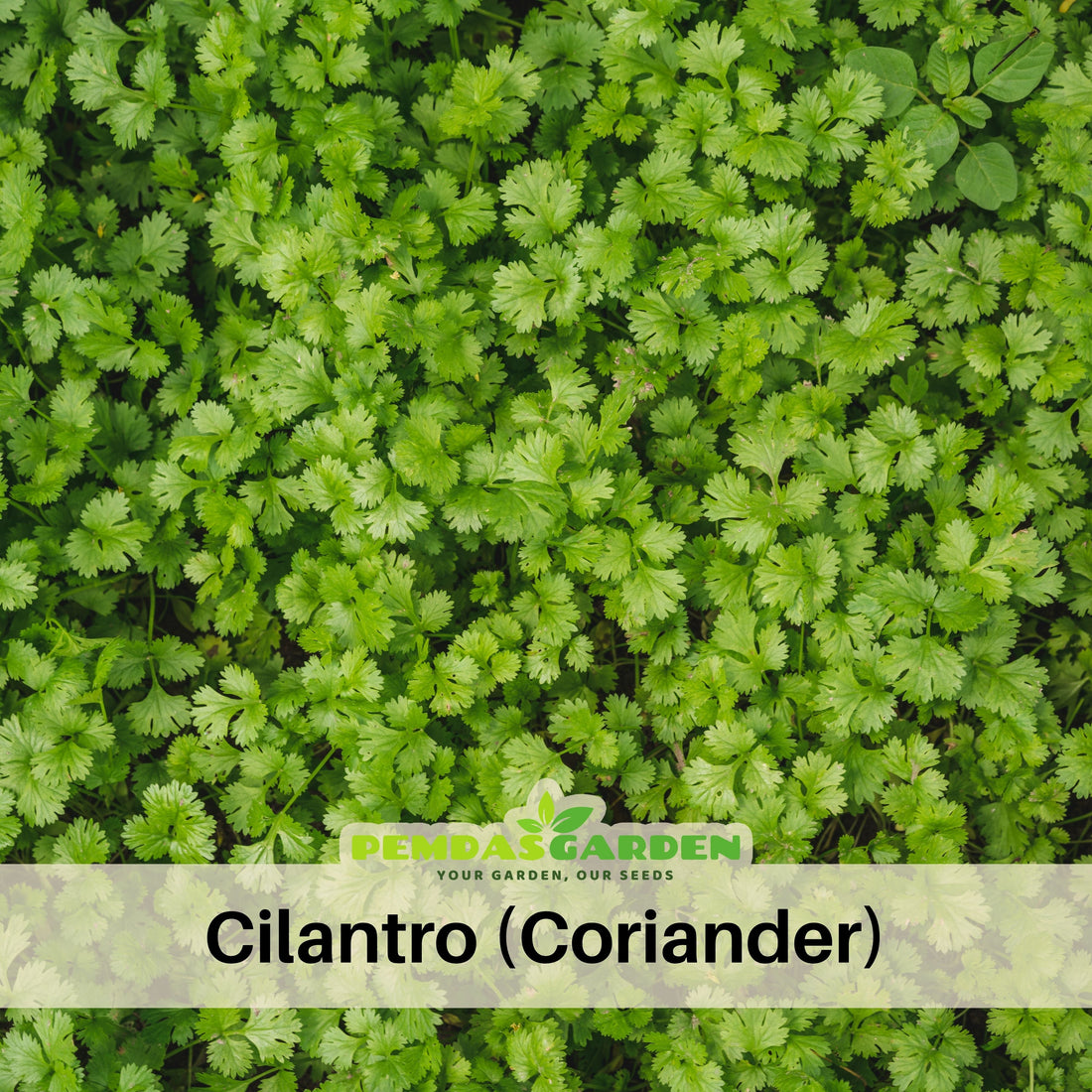 How to Grow Cilantro from Seed: Slow-Bolt Success Guide