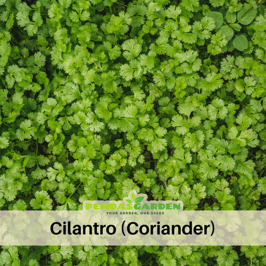How to Grow Cilantro from Seed: Slow-Bolt Success Guide