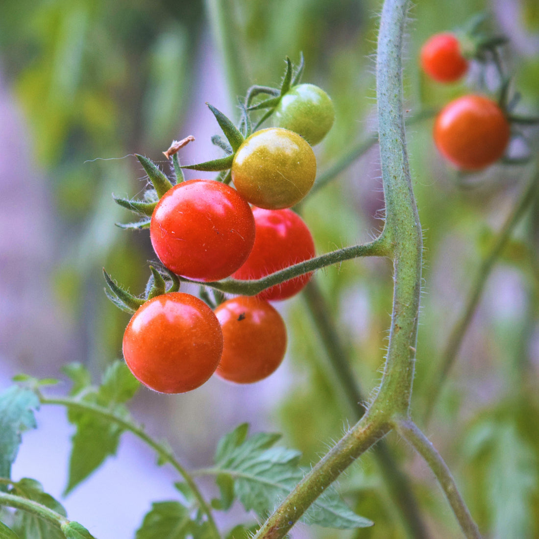 How to Grow Tomatoes from Seed: From Sowing to Harvest