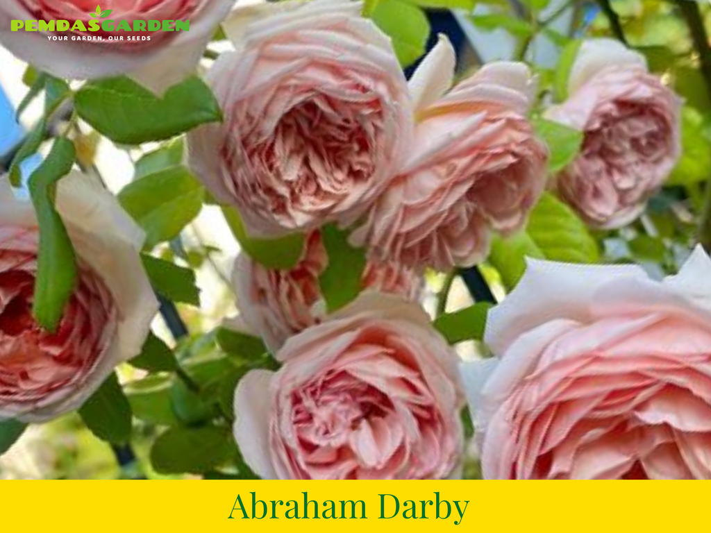 Abraham Darby