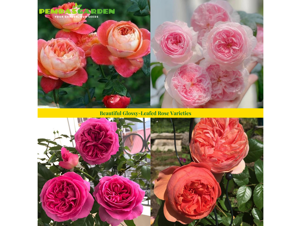 Beautiful Glossy-Leafed Rose Varieties